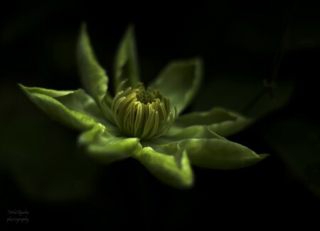 Twilight Flower
