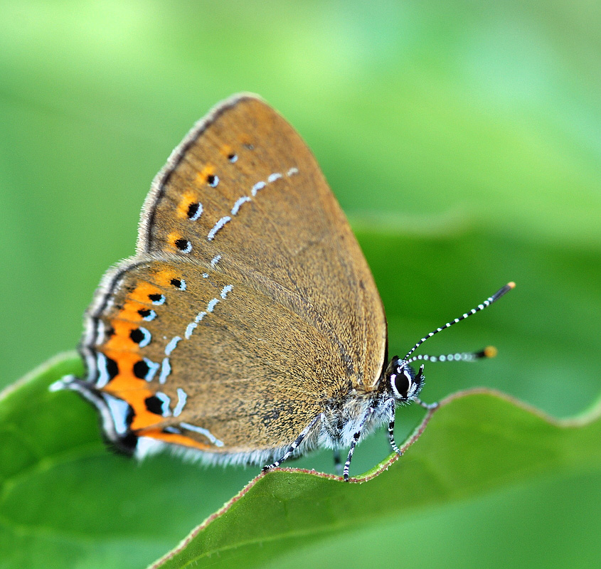 Satyrium pruni