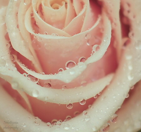 pink drops