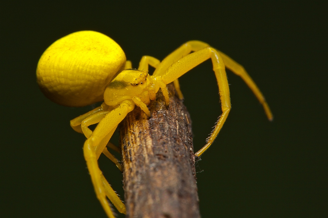 Imago misumena vatia