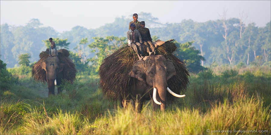 Elephants (Nepal, Chitwan National Park)