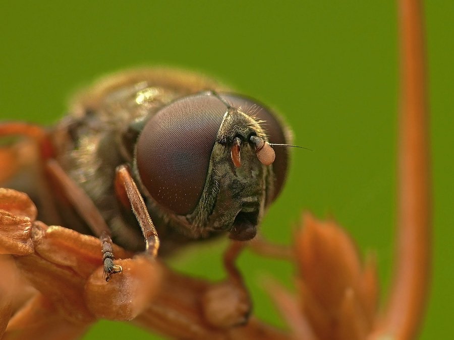 Муха-журчалка Cheilosia latifrons