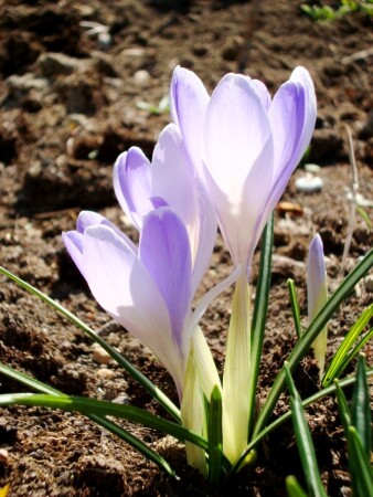 Крокусы
