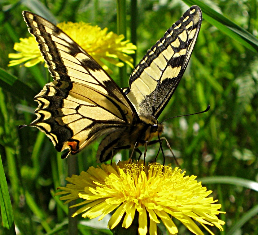 Papilio machaon