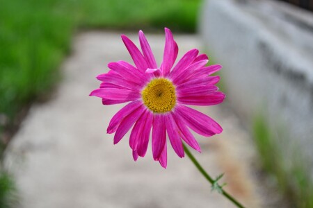 Любопытство