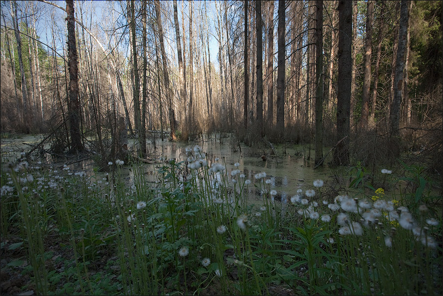 Болото