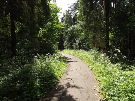 Дорожка в лесу