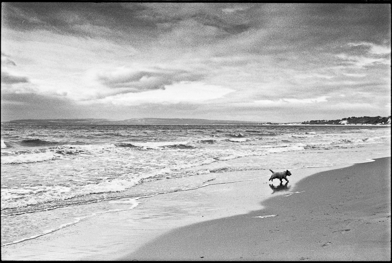 Beachy Dog )))