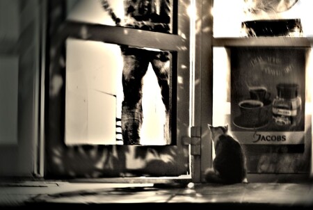 кошка у окошка