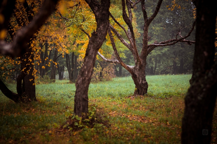 Autumn rain