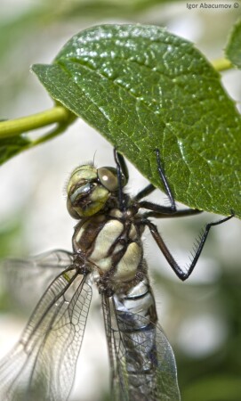 Стрекоза.