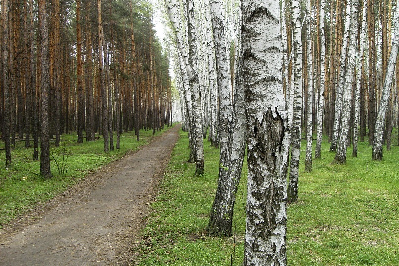 Русские берёзки