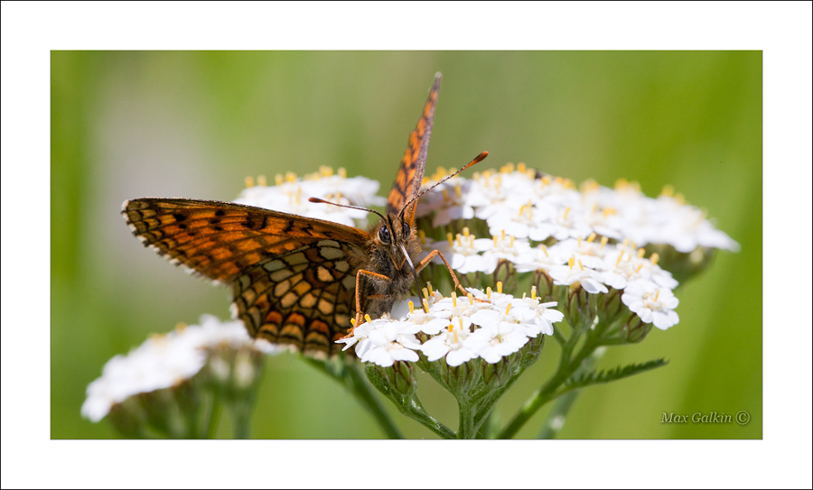 Butterfly and flowers