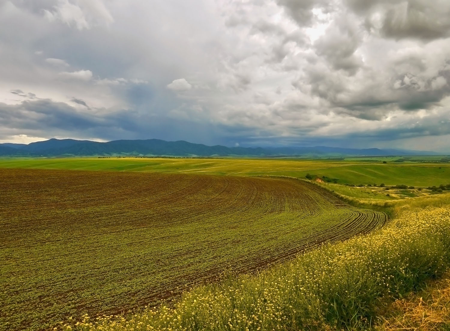 Предгорье Алтая