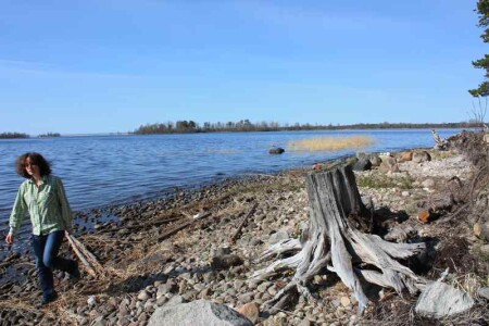 старый пень