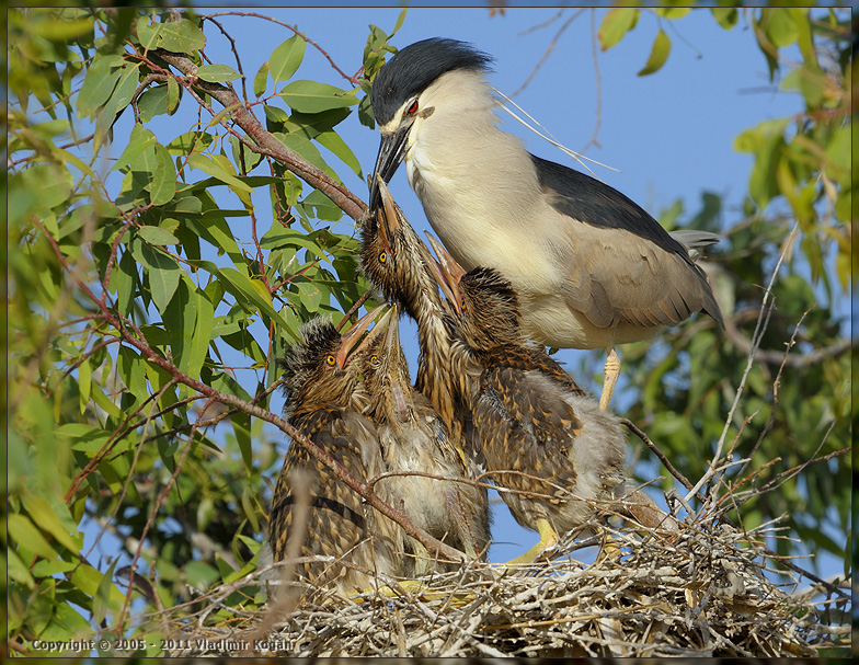 Black-crowned Night Heron: Папа принес рыбку !