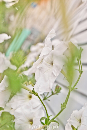 Цветокость.