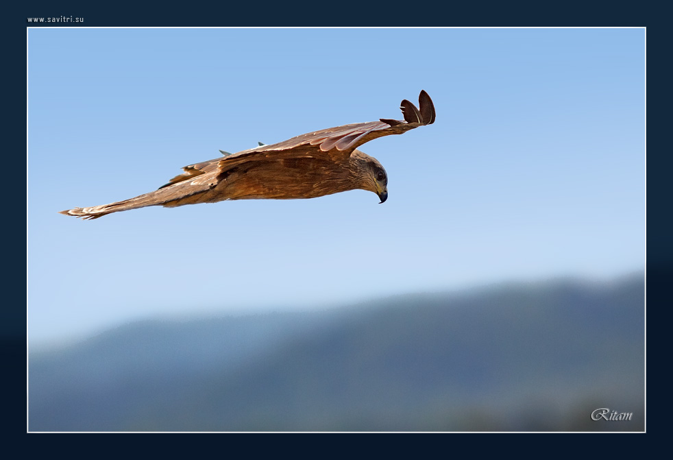 Гималаи. Охота - Himalayas. Hunting