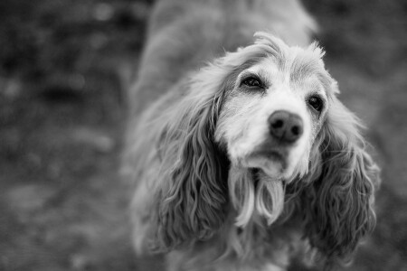 &amp;quot;Верный друг&amp;quot;