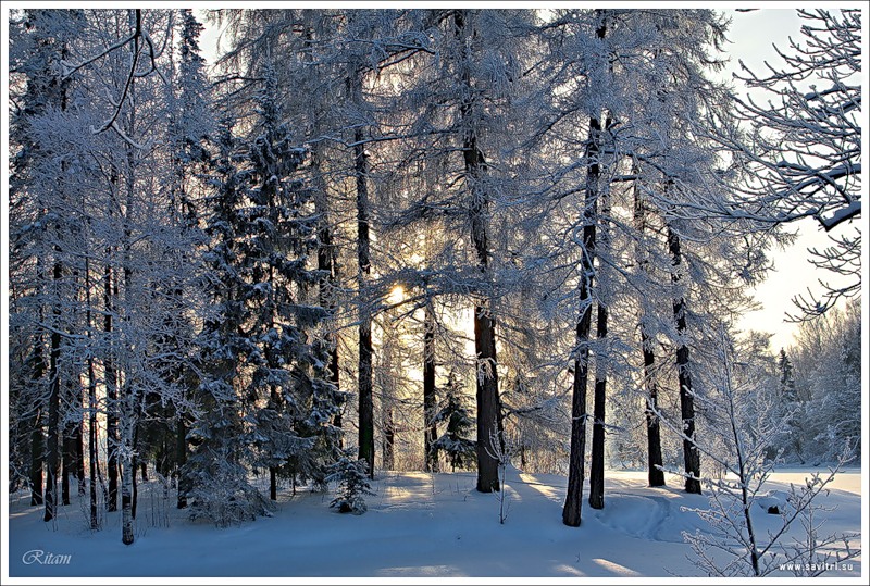 Там чудеса... - A Wonder-Wood