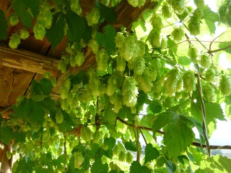 Хмельное осеннее