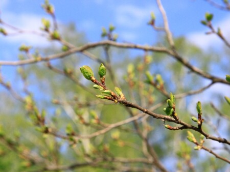 Весне, дорогу!
