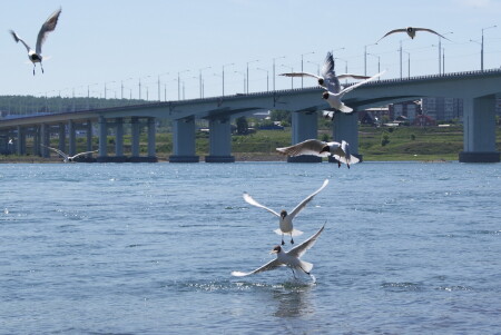 &amp;quot;Кто первый встал того и тапки!&amp;quot;