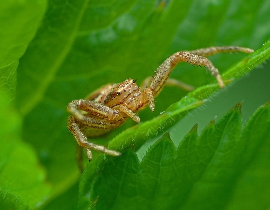 Паук-бокоход Xysticus ulm