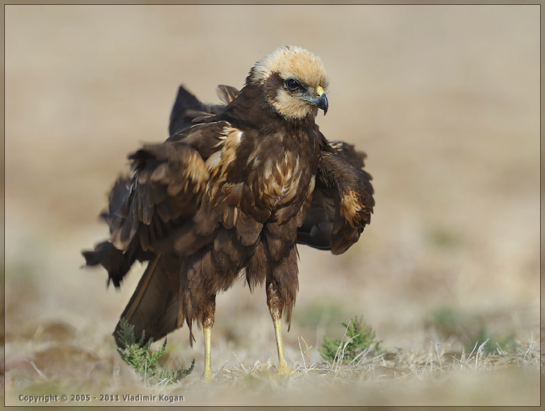 Marsh harrier: portrait