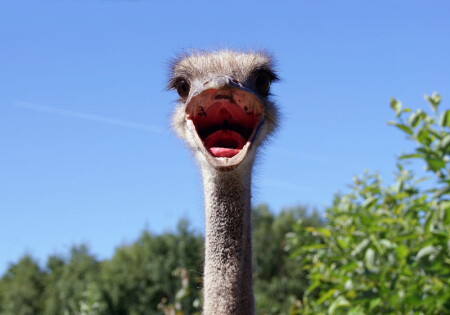 главное - клюв!