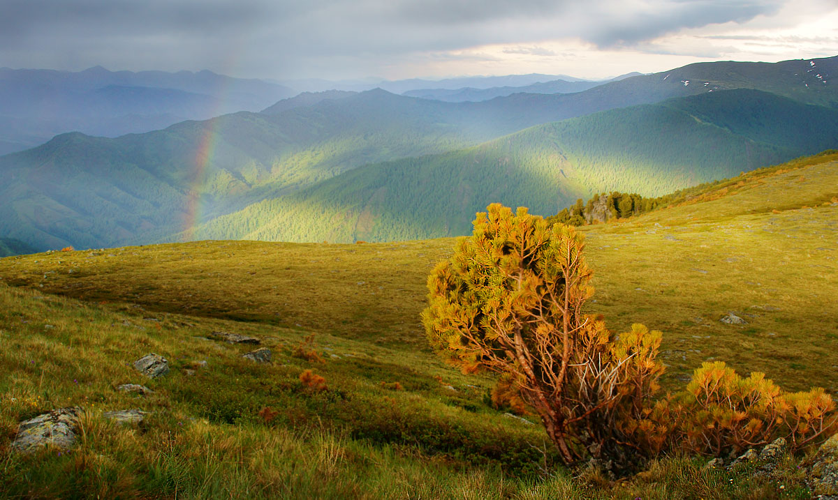 Стланник и радуга