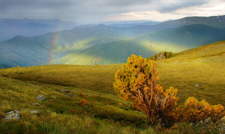 Стланник и радуга