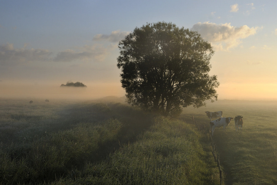 Golden morning.