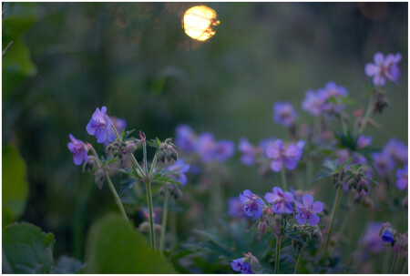 солнце в траве