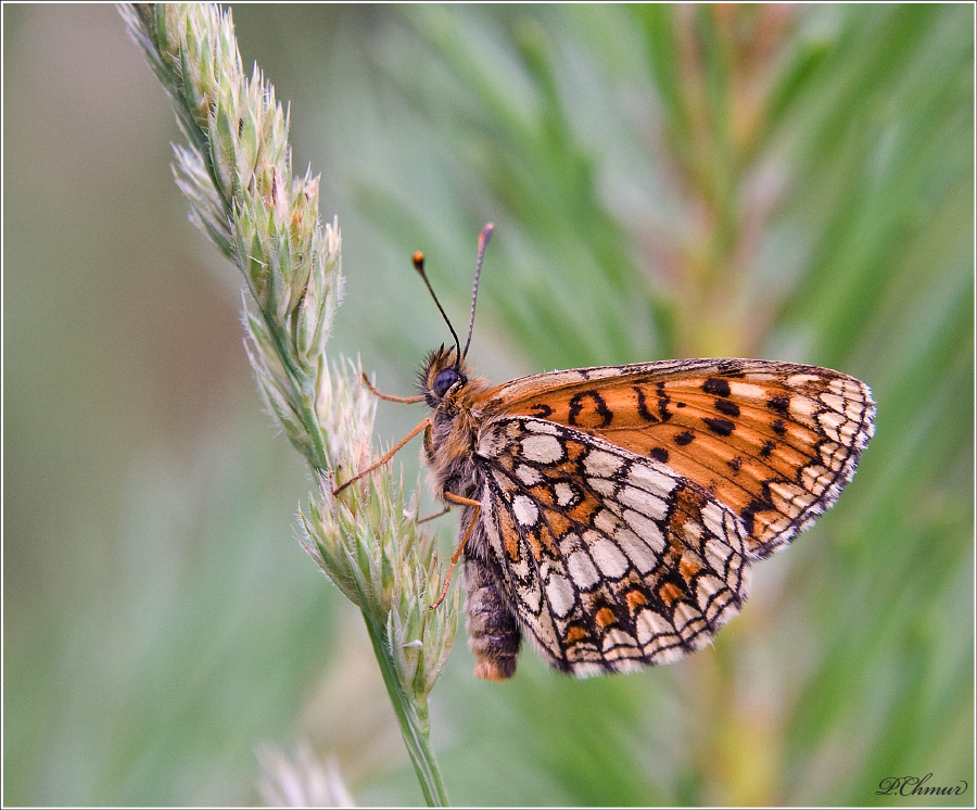 (Melitaea parthenoides