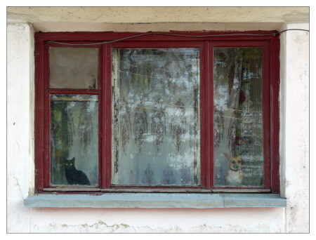 Cat & Dog