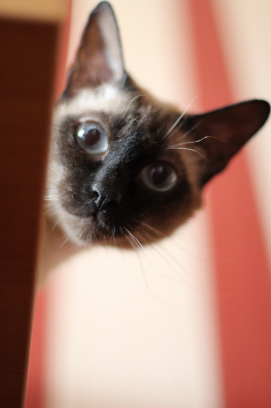 Cat on table