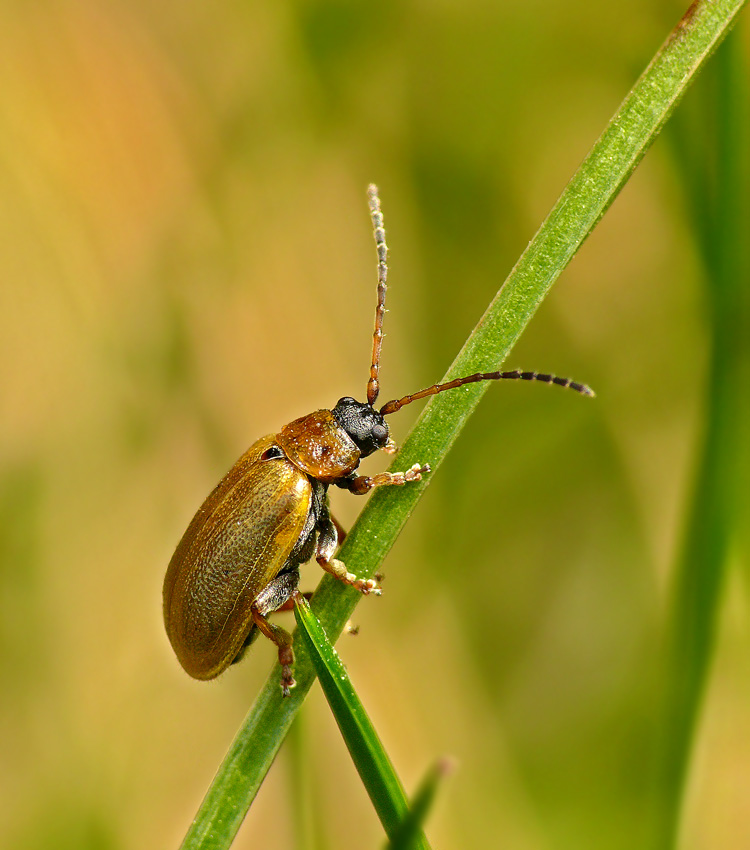 Листоед Lochmaea caprea Ивовая козявка