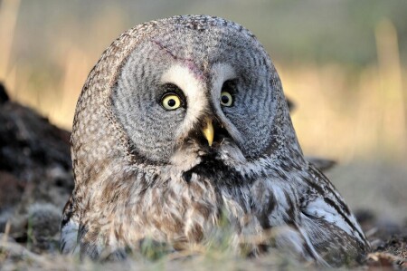 Бородатый неясыть в гнезде