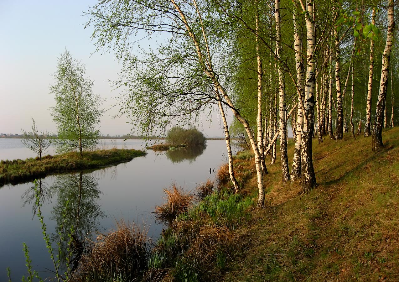 берёзка встретилась с весной