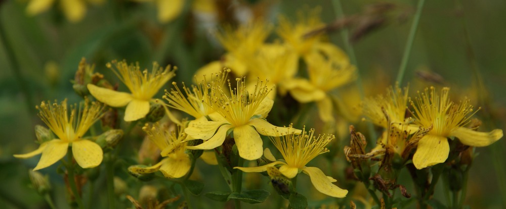 Hypericum