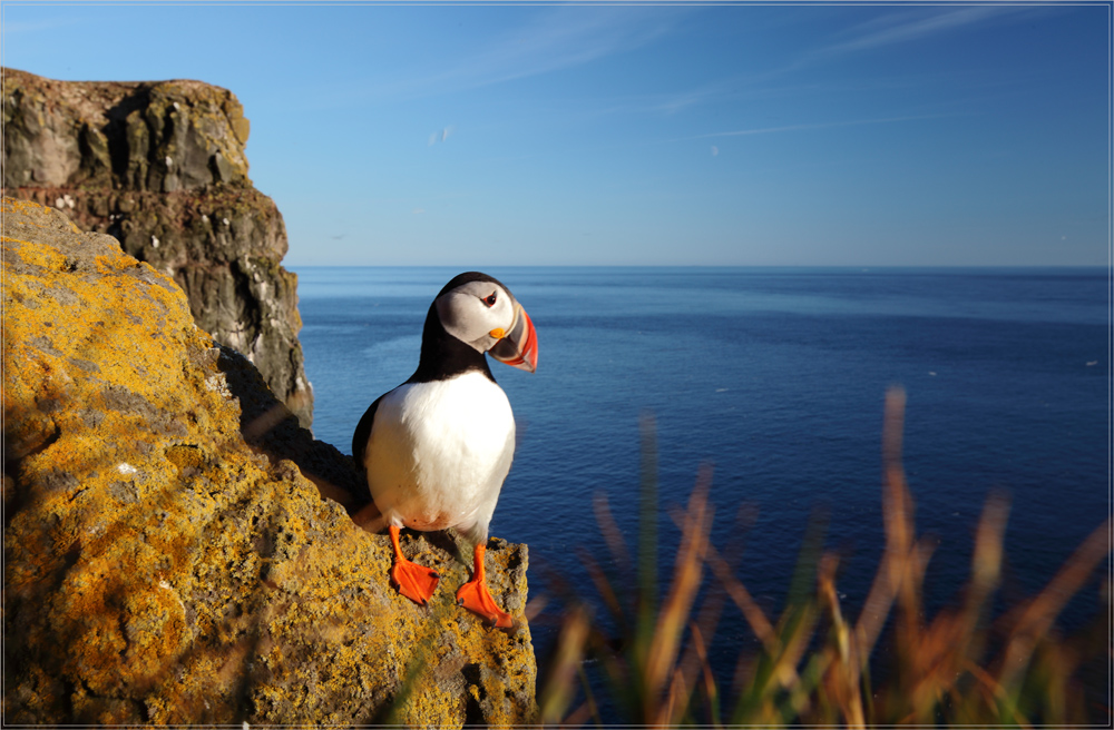 Puffin