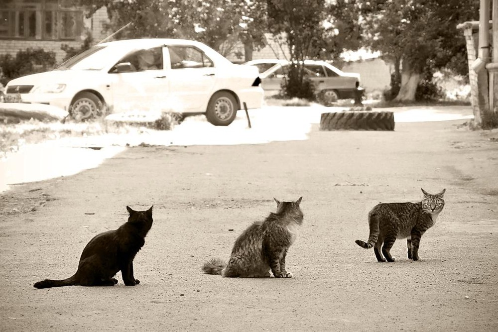 Городские коты