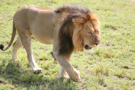 Lion