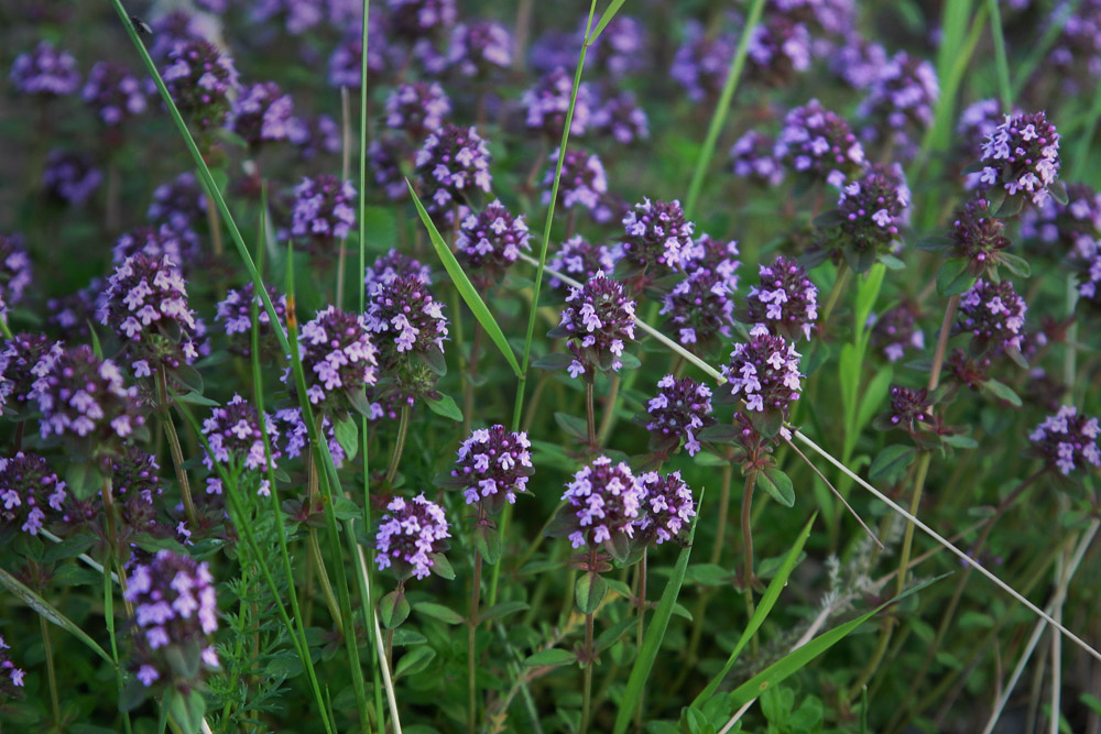 violet rays