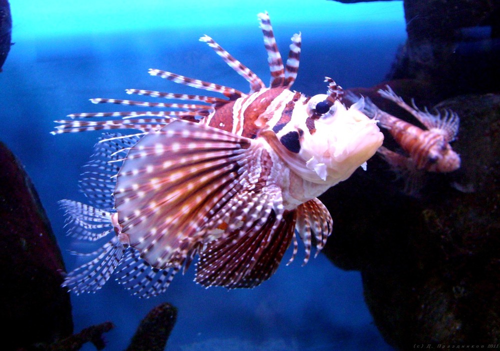 Крылатка-зебра (Pterois volitans)