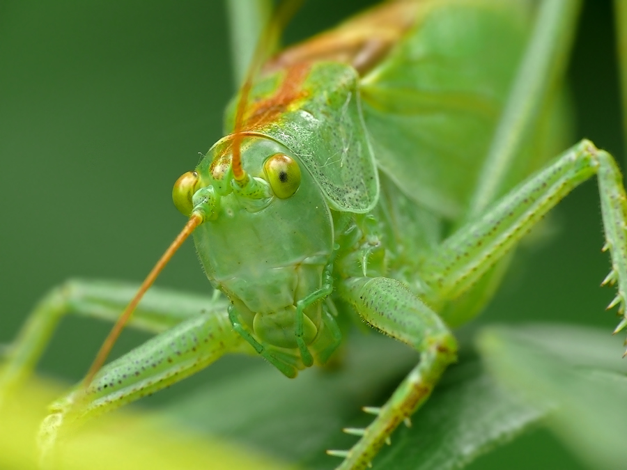 Кузнечик певчий Tettigonia cantans