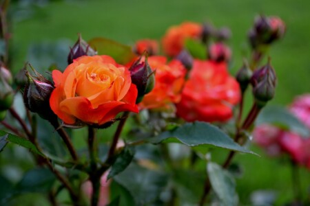 Чайная роза