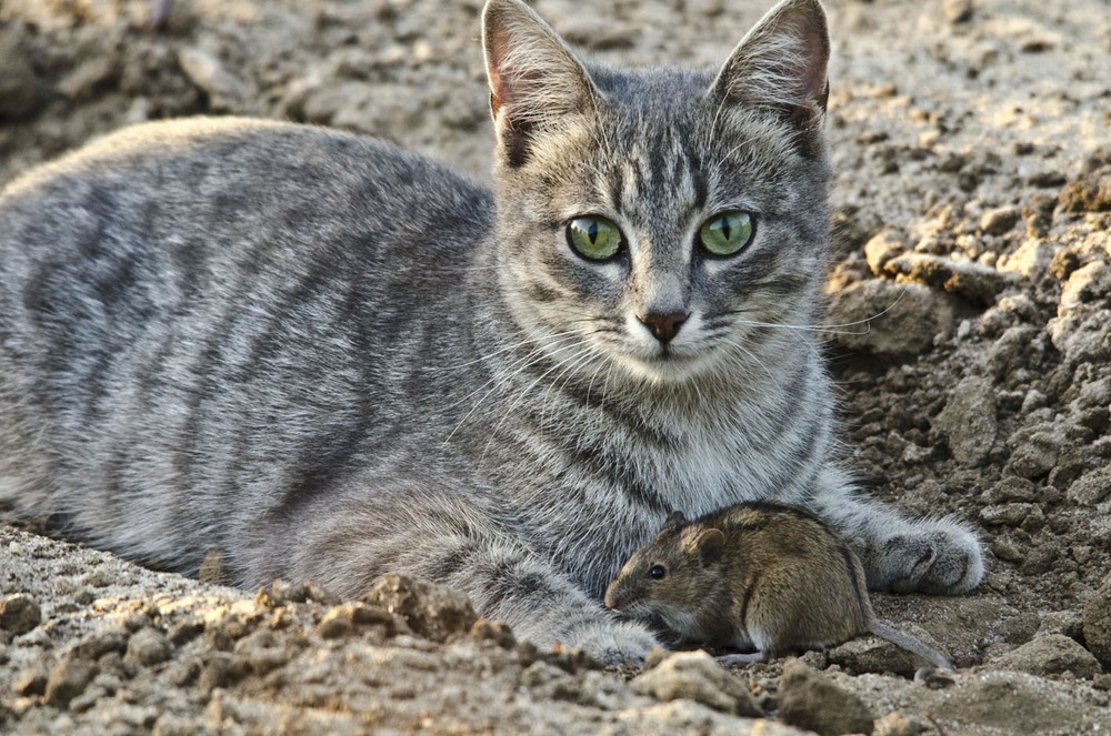 кошки мышки