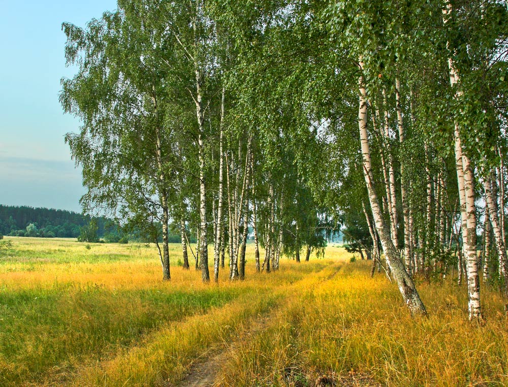 Берёзки у дороги